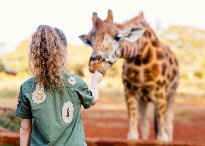 girafe animaux sauvages zoo julie magazine