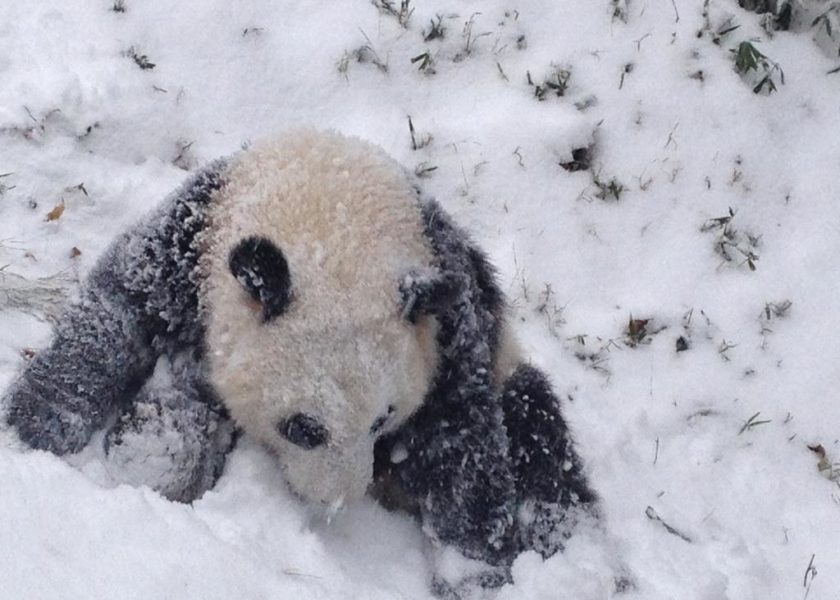 bébé panda