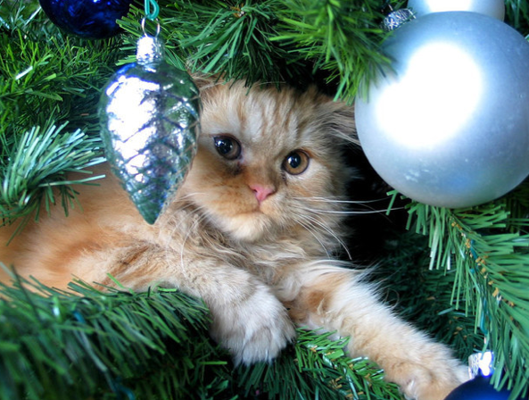 Les Chapins De Noel Juliemag Les Chapins De Noel Juliemag