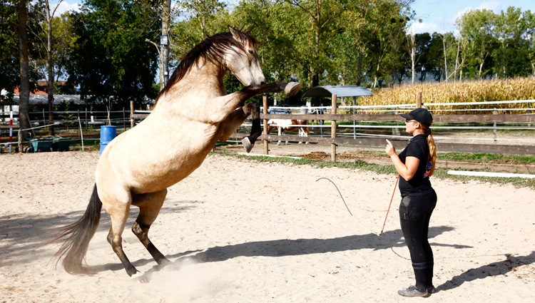 éducation cheval éthologie